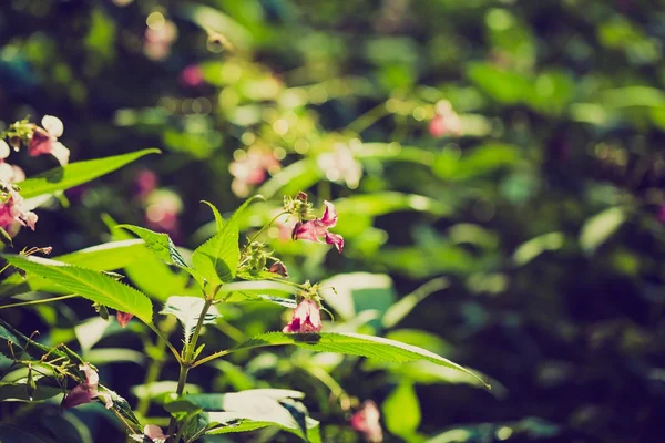 Foto vintage de hermosas flores rosadas silvestres — Foto de Stock