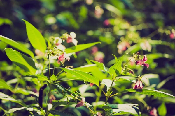 Foto vintage de hermosas flores rosadas silvestres — Foto de Stock