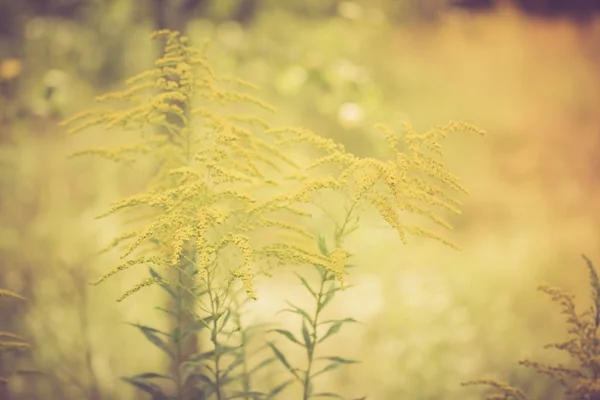 Vintage foto de belas flores amarelo goldenrod florescendo — Fotografia de Stock