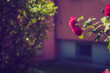 Vintage Fotoğraf kırmızı gül çiçek çiçeklenme