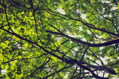 Yeşil ağaç dalları, arka plan, Vintage Fotoğraf 