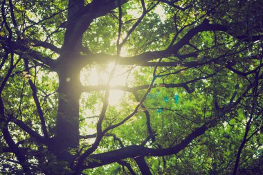 Yeşil ağaç dalları, arka plan, Vintage Fotoğraf 