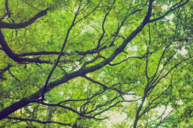 Yeşil ağaç dalları, arka plan, Vintage Fotoğraf 