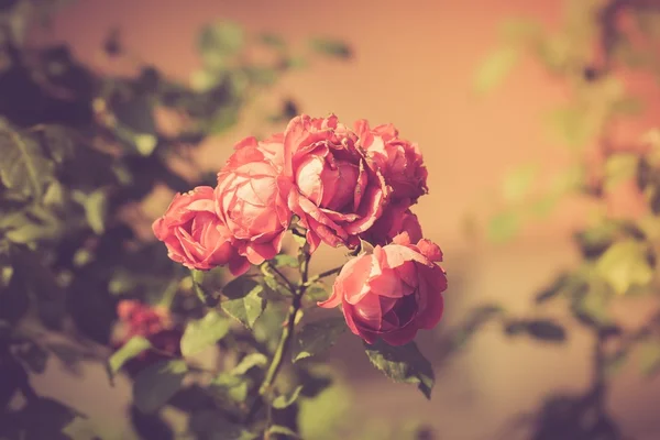 Vintage φωτογραφία του λουλούδια κόκκινα τριαντάφυλλα ανθίζουν — Φωτογραφία Αρχείου