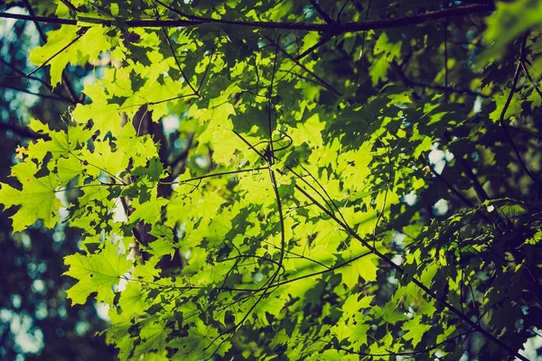 Photo vintage de fond abstrait de branches d'arbres verts — Photo