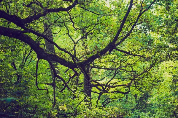 Vintage photo of abstract background of green tree branches — Stock Photo, Image