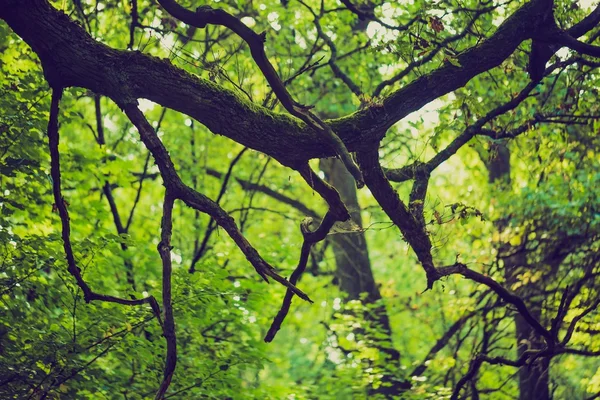 Foto vintage de fondo abstracto de ramas de árboles verdes —  Fotos de Stock