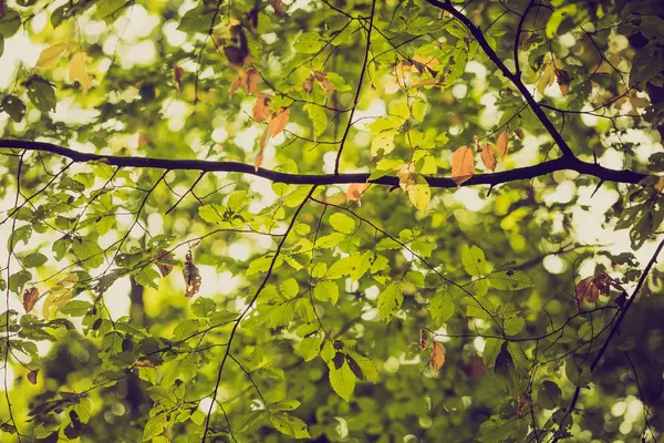緑の木の枝の抽象的な背景のビンテージ写真 — ストック写真