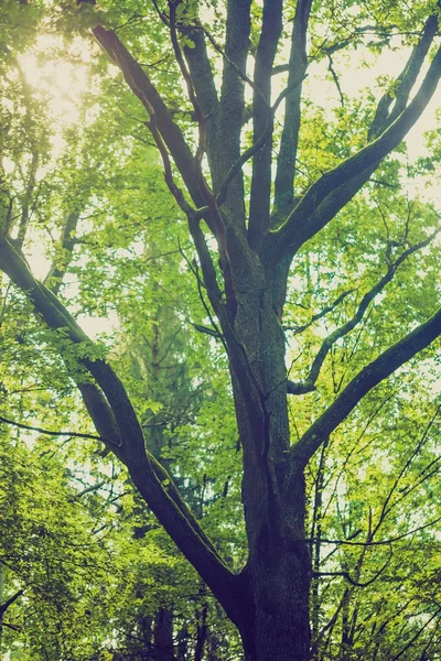 Photo vintage de fond abstrait de branches d'arbres verts — Photo