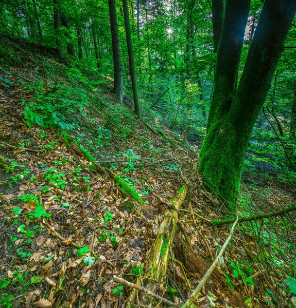 Wild european forest in summer — Stock Photo, Image