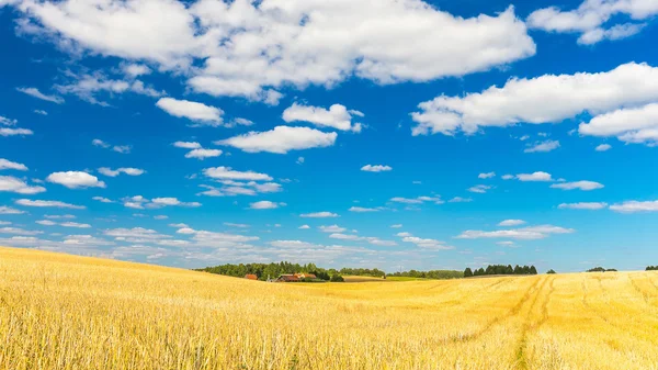 Stoppels veld onder blauwe hemel met witte wolken — Stockfoto