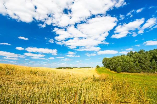 Stoppels veld onder blauwe hemel met witte wolken — Stockfoto