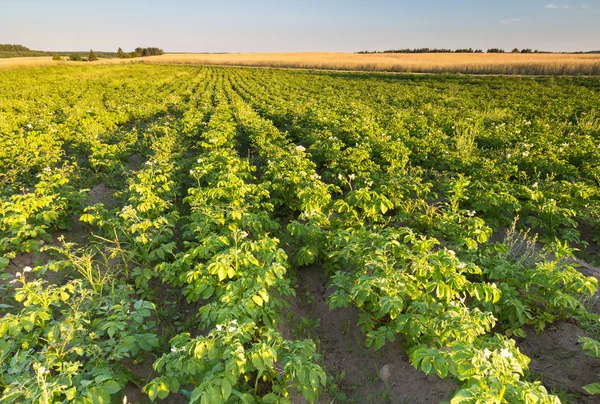 Summer landscape of potatoe field in sunset light — Stock Photo, Image