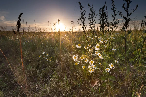 Paisaje del campo de maíz al atardecer de verano — Foto de Stock