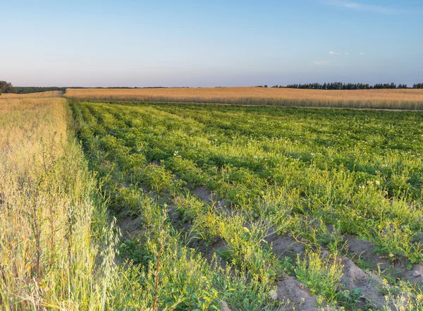 Landschap van maïsveld bij zonsondergang zomer — Stockfoto