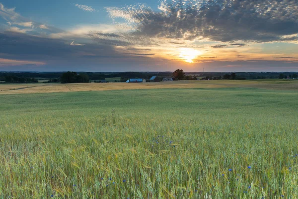 Пейзаж кукурузного поля на летнем закате — стоковое фото