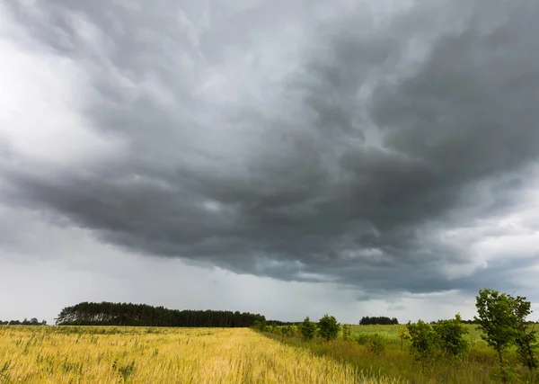 Sommerlandschaft mit Gewitterhimmel über Roggenfeld — Stockfoto