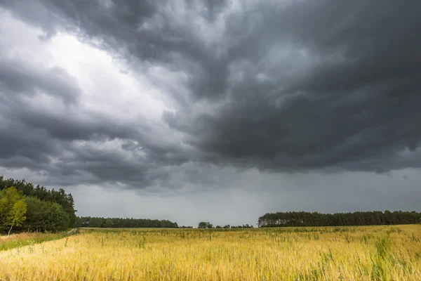 Paisaje de verano con cielo de tormenta sobre campo de centeno — Foto de Stock