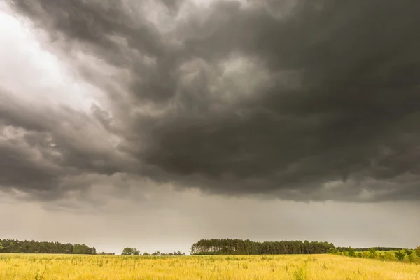 Paisaje de verano con cielo de tormenta sobre campo de centeno — Foto de Stock