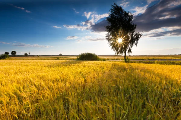 Krajina z kukuřičné pole v létě slunce — Stock fotografie