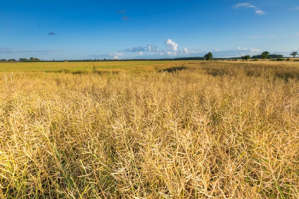 Landschap van verkrachting veld bij zonsondergang zomer — Stockfoto