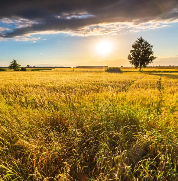 Landschap van maïsveld bij zonsondergang zomer — Stockfoto