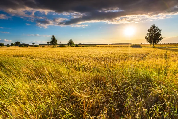 Landschaft des Maisfeldes bei Sonnenuntergang im Sommer — Stockfoto