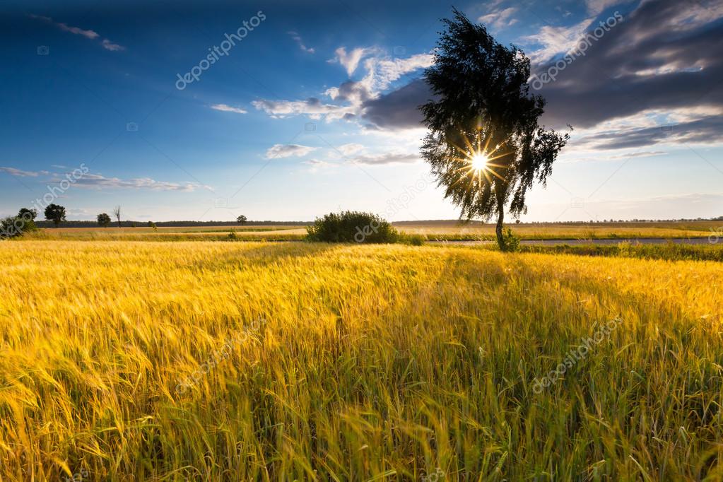 Landscape of corn field at summer sunset Stock Photo by ©Milosz_ 82493640