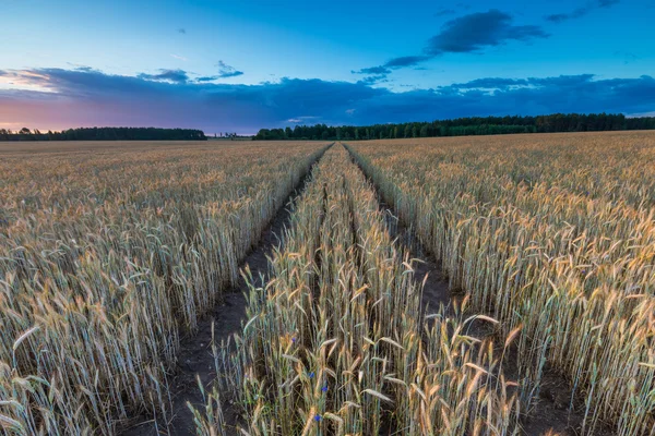 Pejzaż pola kukurydzy w lato zachód słońca — Zdjęcie stockowe