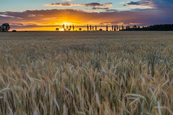 Landscape of corn field at summer sunset