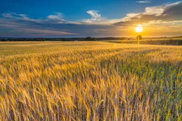 Krásná krajina, západ slunce nad kukuřičné pole v létě — Stock fotografie