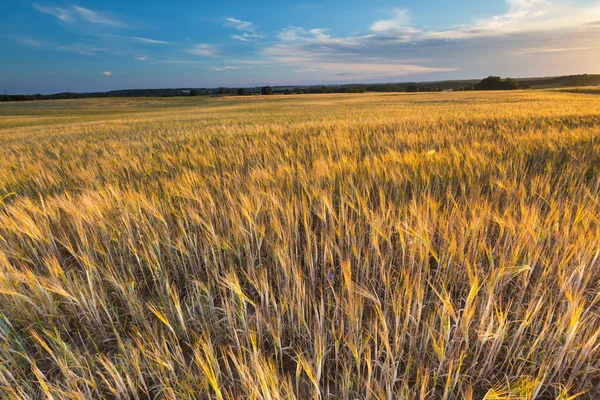 Beautiful landscape of sunset over corn field at summer — Stock Photo, Image