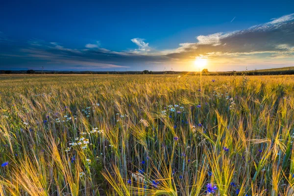 Krásná krajina, západ slunce nad kukuřičné pole v létě — Stock fotografie