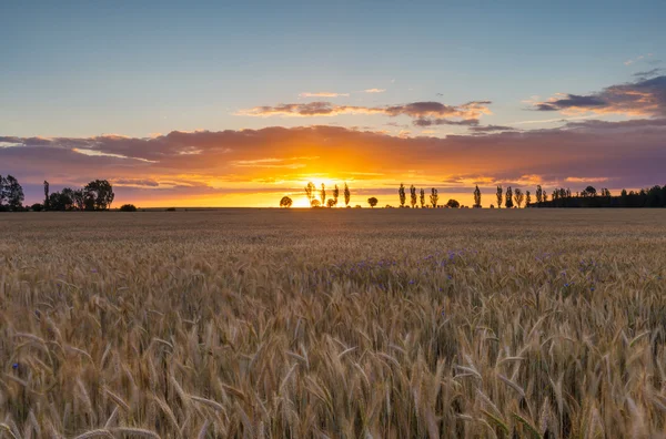 Prachtige levendige zonsondergang over veld — Stockfoto