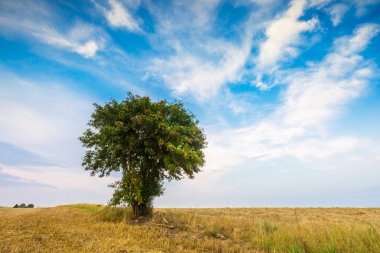 Anız alan tek ağaç ile