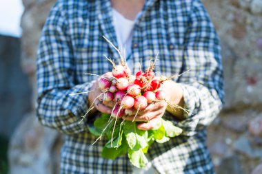 Sadece çekilen turp ile kadın el