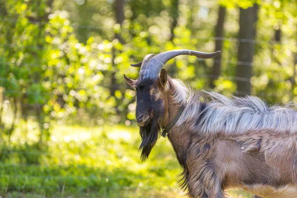 Beautiful portrait of goat male on pasture — 图库照片