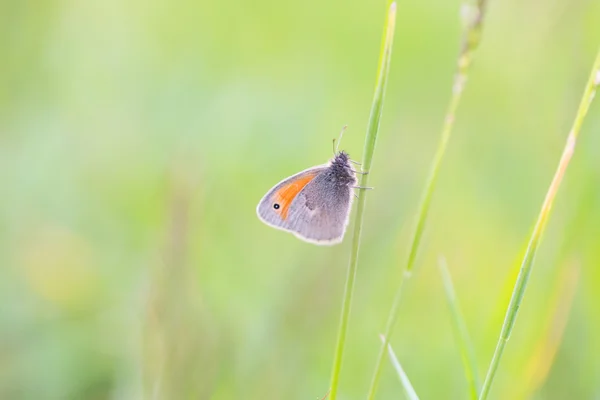 Piękny motyl siedzi na rośliny — Zdjęcie stockowe