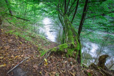 Avrupa ormanda vahşi yaz