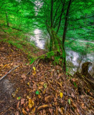 Avrupa ormanda vahşi yaz