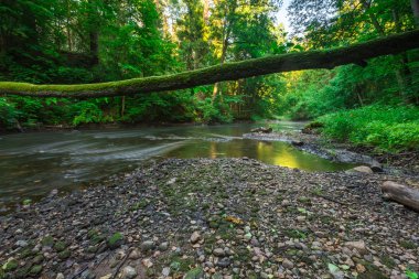 Yaz aylarında orman ve nehir ile güzel manzara
