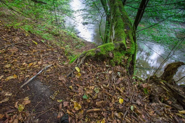 Divoké Evropské lesa v létě — Stock fotografie