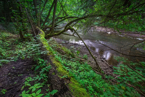 夏に野生のヨーロッパの森林 — ストック写真
