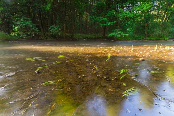 Beautiful landscape with summertime forest and river — Stock Photo, Image