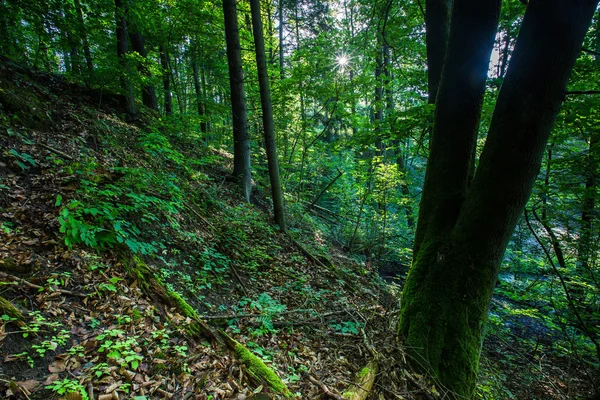 夏に野生のヨーロッパの森林 — ストック写真