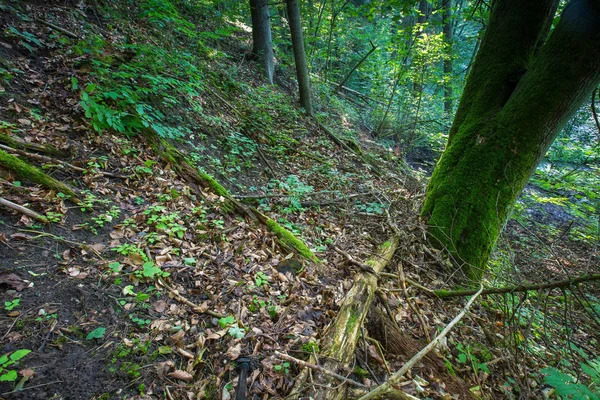 Avrupa ormanda vahşi yaz — Stok fotoğraf