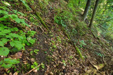 Avrupa ormanda vahşi yaz