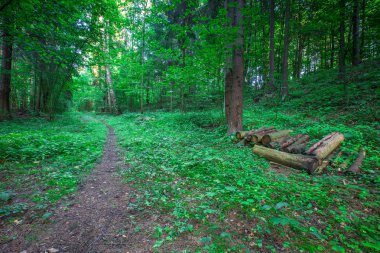 Avrupa ormanda vahşi yaz