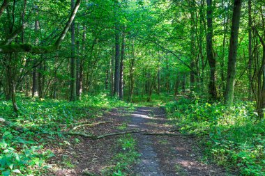 Avrupa ormanda vahşi yaz