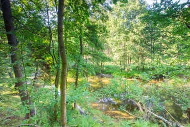 Yaz aylarında orman ve nehir ile güzel manzara
